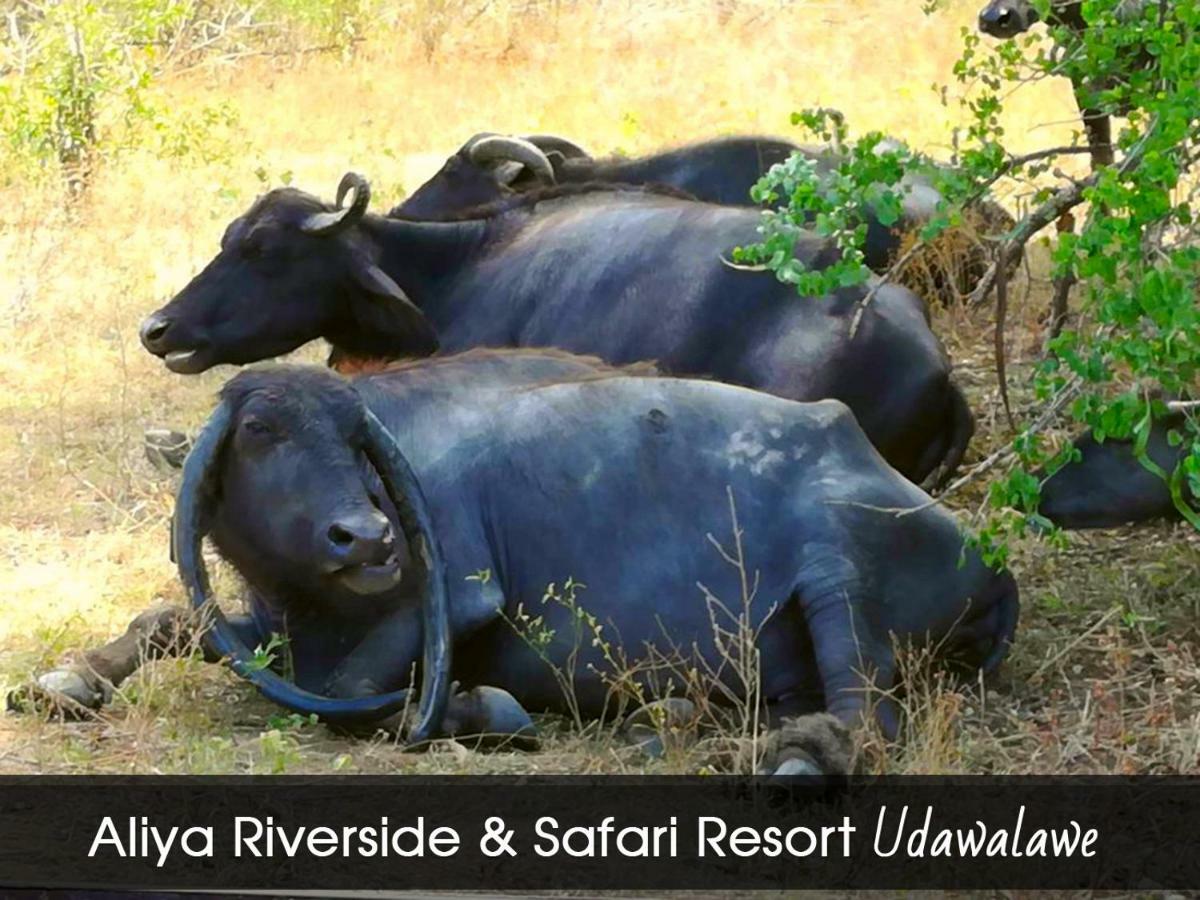 Aliya Riverside & Safari Resort Udawalawe Exteriör bild